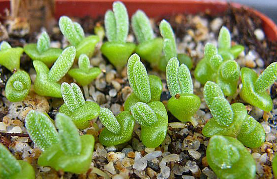 young monilaria obconica