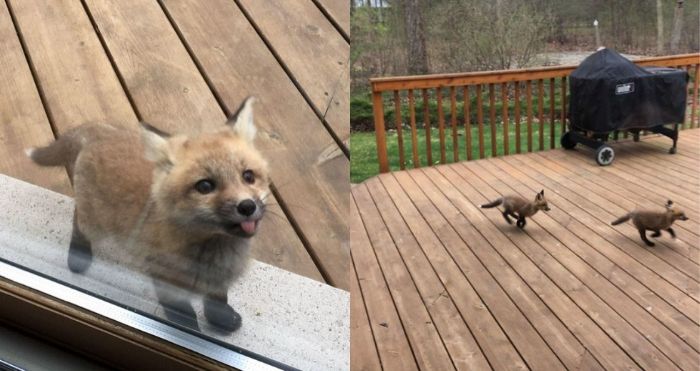 Baby Foxes