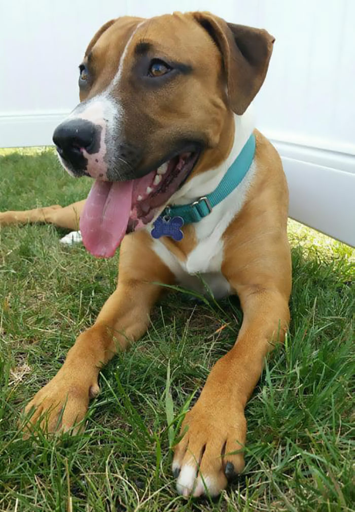 Boxer Mix Named Bizzy on Grass