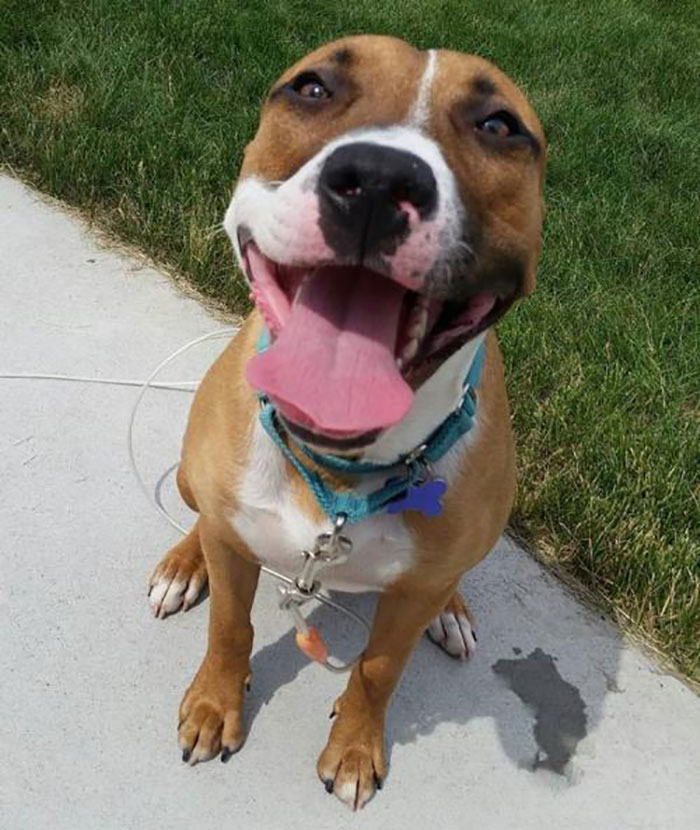 Boxer Mix Named Bizzy on Pavement