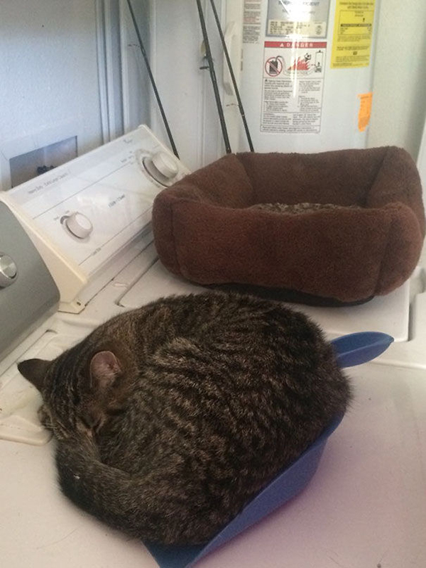 Cat Sleeping on a Dust Pan Instead on a Cat Bed on Top of a Washing Machine