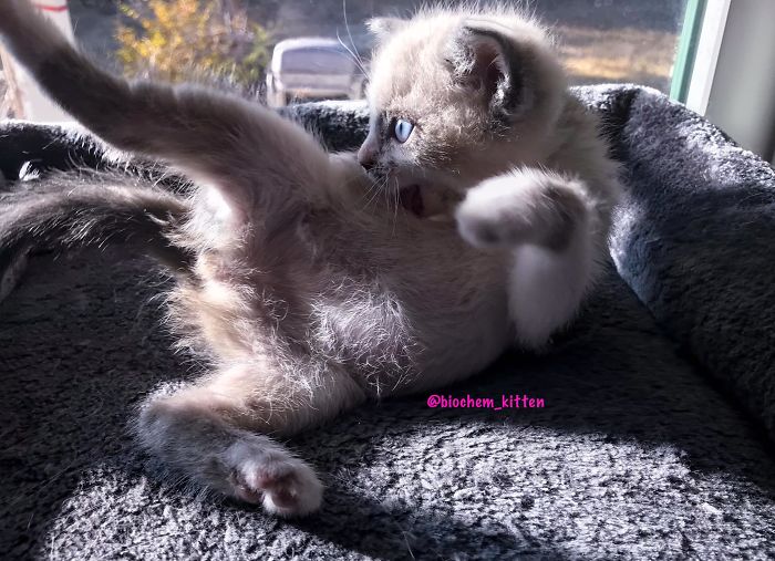 Gray Kitten Licking Its Body