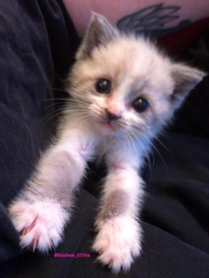 Gray Kitten with Arms Stretching Forward