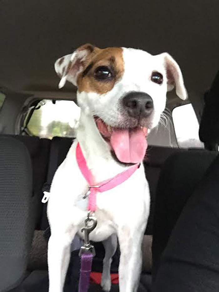 Jack Russell Terrier Named Nyx Sitting at a Car's Backseat