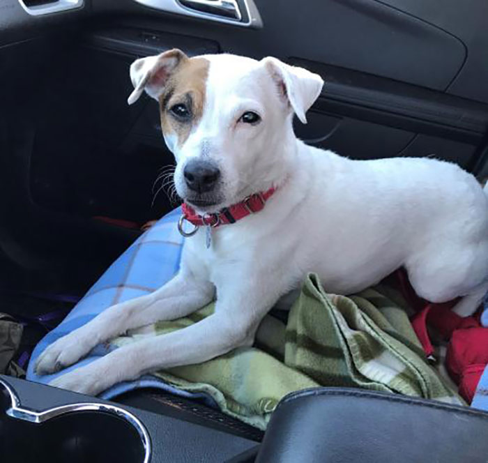 Jack Russell Terrier Named Nyx Sitting at a Car's Passenger Seat