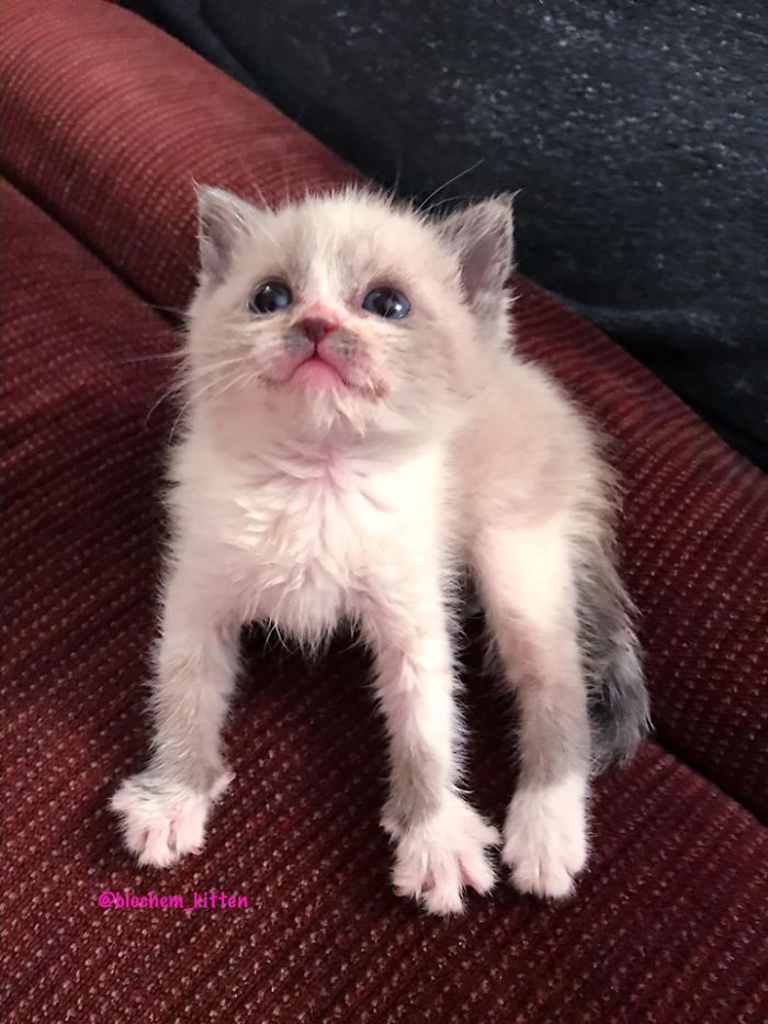 Kitten Captured Looking Up