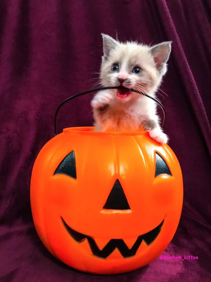 Kitten Inside a Pumpkin Basket while Biting Its Handle