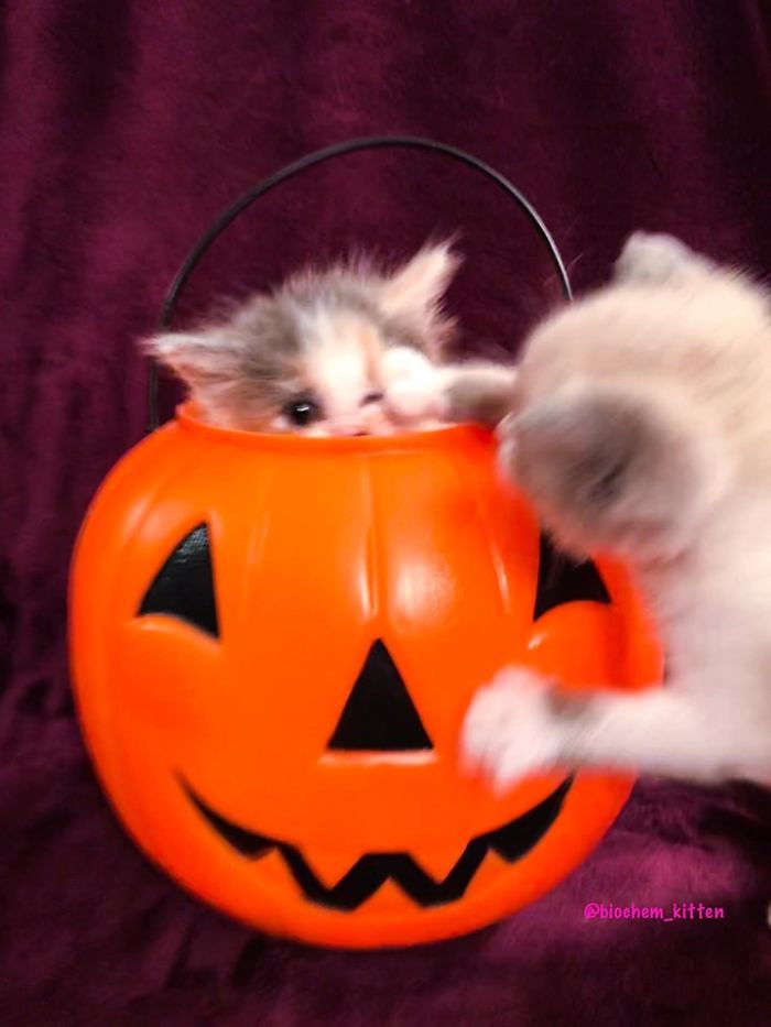 Kitten Inside a Pumpkin Basket with Another Kitten Playing with It