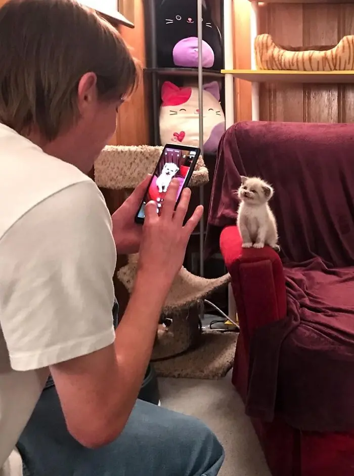 Kitten Posing and Smiling as Man Takes Photo