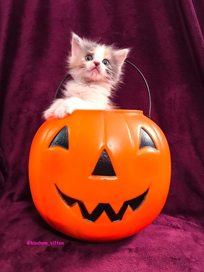 Kitten Standing Inside a Pumpkin Basket