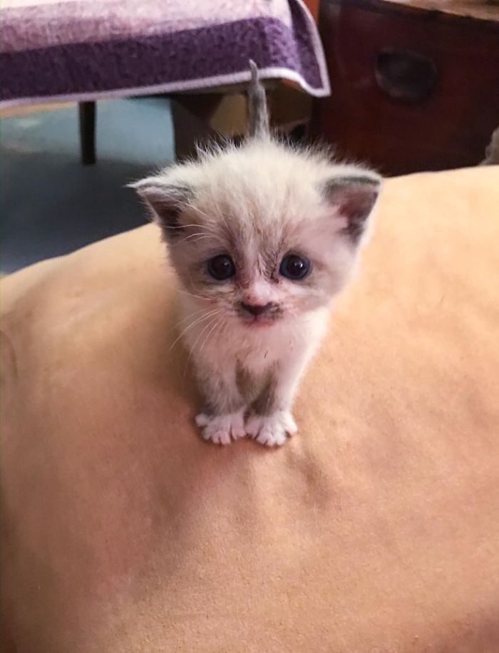 Kitten on Beige Couch