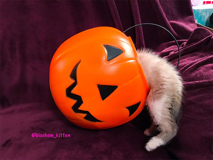 Kitten with Its Head Inside a Pumpkin Basket