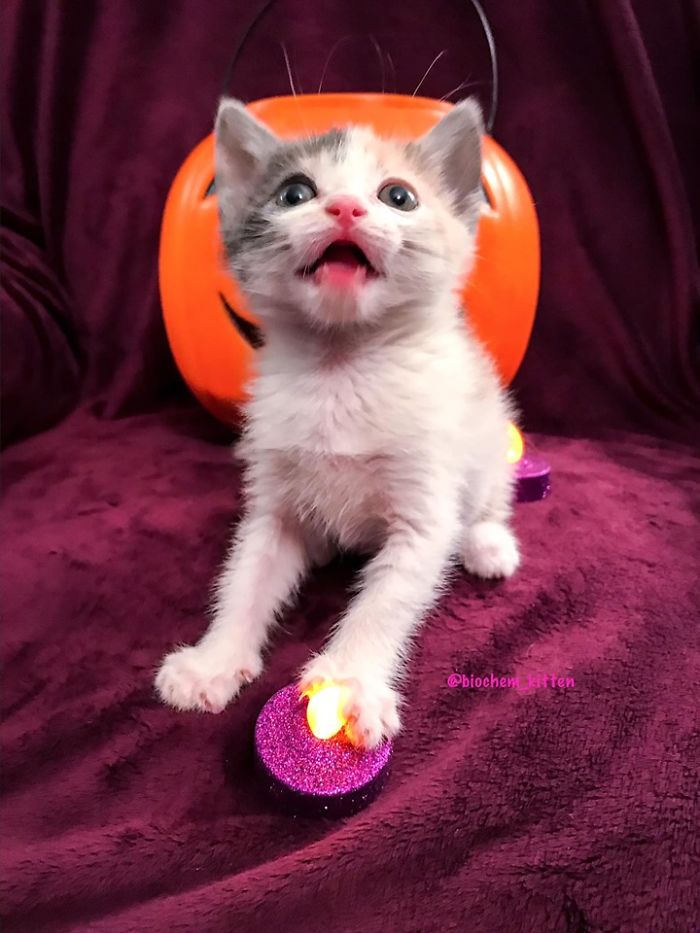 Kitten with Its Paw on a Purple Glittery Toy Light