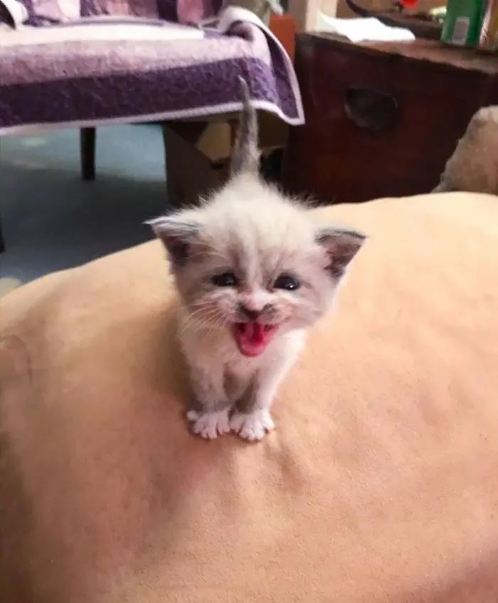 Kitten with Mouth Open on Beige Couch