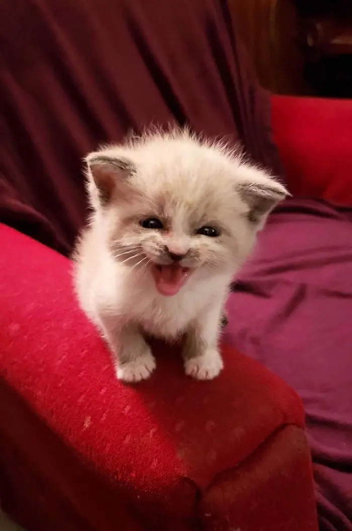 Kitten with Mouth Open