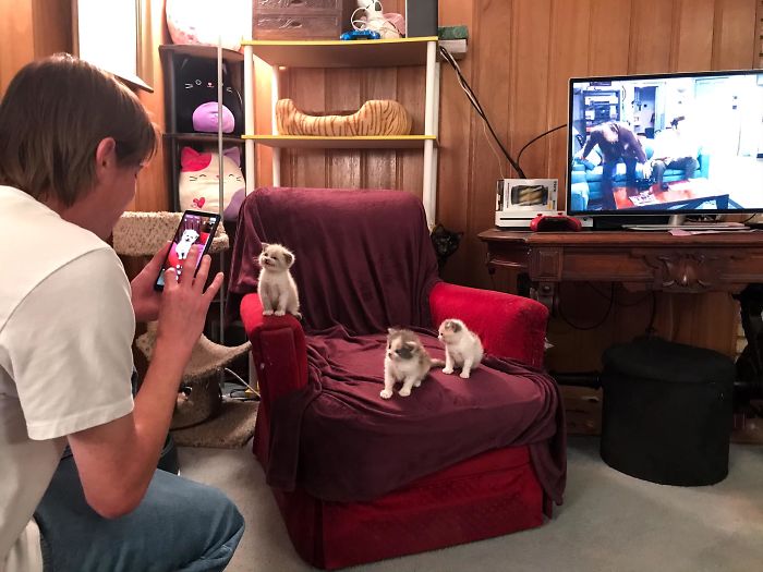 Man Taking a Photo of Three Kittens on Couch