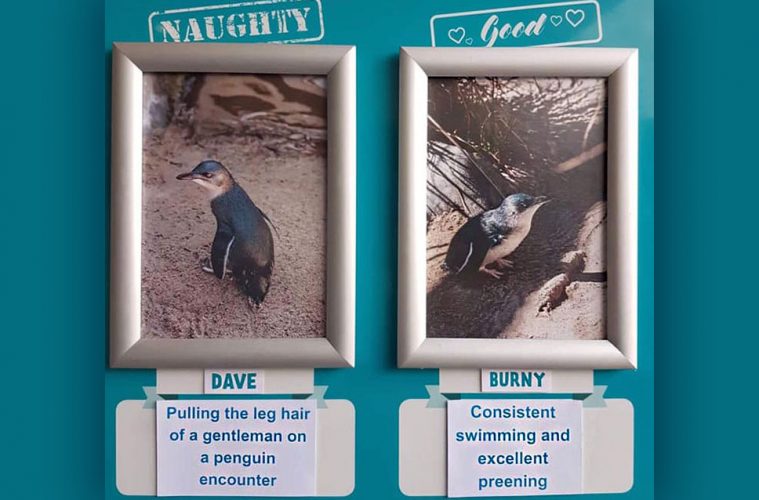 Penguin of the month
