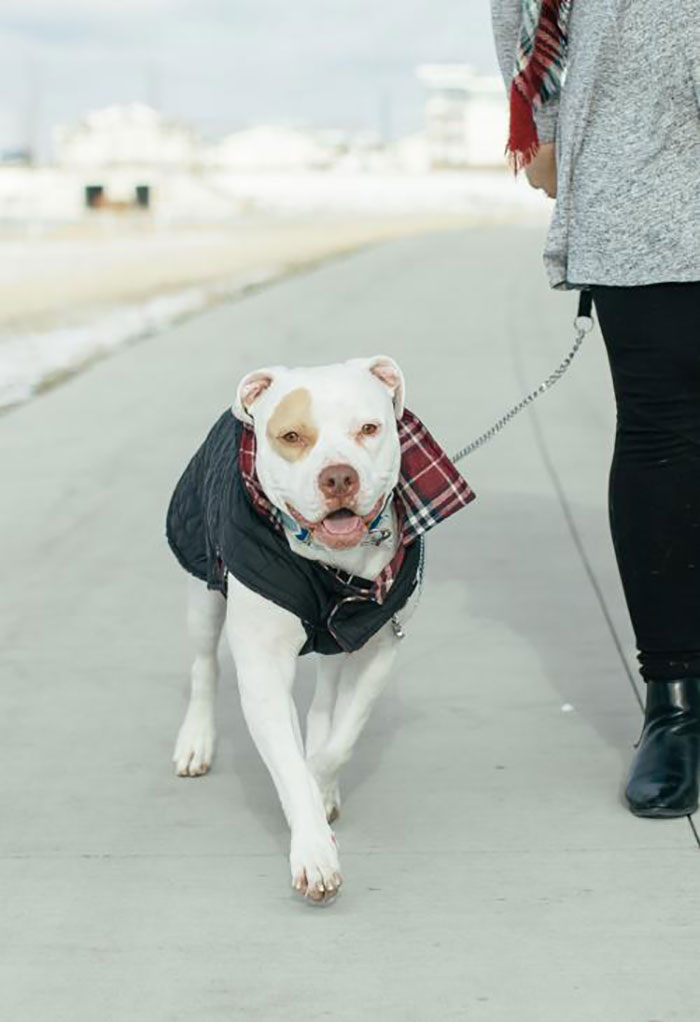 Pit Bull Terrier Mix Named Hobie with a Leash Held by a Human