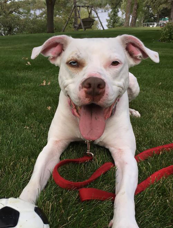 Pit Bull Terrier Mix Named Virginia Lying on Grass