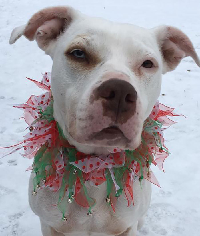 Pit Bull Terrier Mix Named Virginia with Christmas-themed Collar