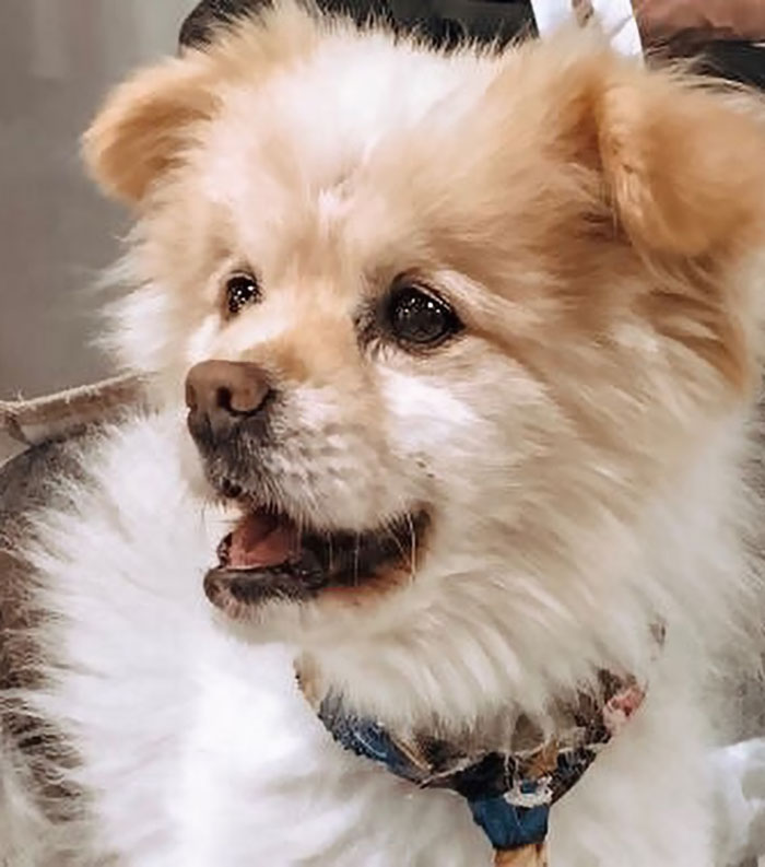 Pomeranian-chow Mix Named Moby Closeup