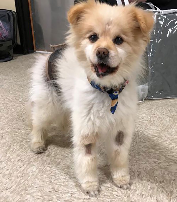 Pomeranian-chow Mix Named Moby