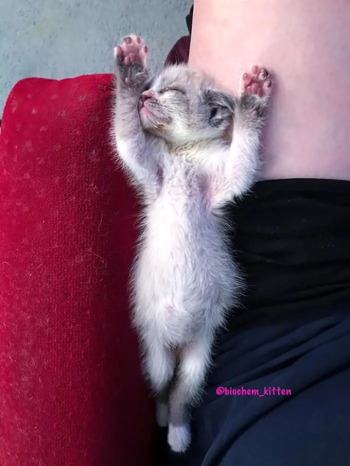 Sleeping Kitten with Arms Up