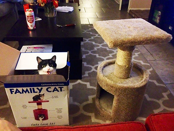 Smiling Cat Inside a Family Cat Box