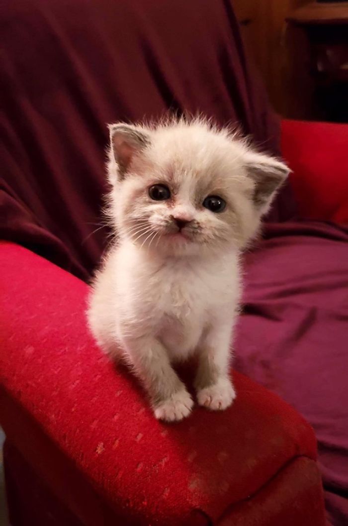 Smiling Foster Kitty