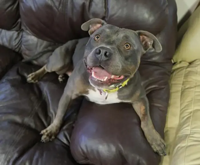 Staffordshire Bull Terrier Named Jensen on Couch