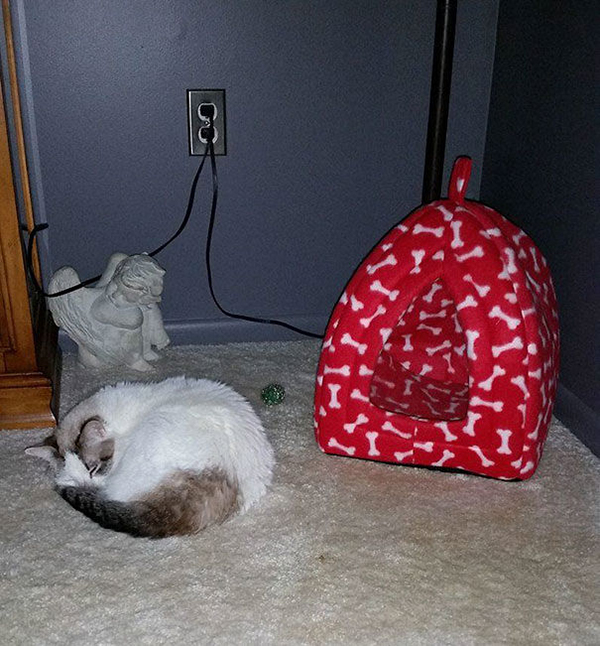 White Cat Sleeping Outside Its Bed