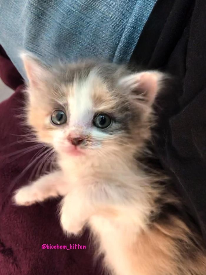 White Kitten with a Few Gray and Brown Fur on Body