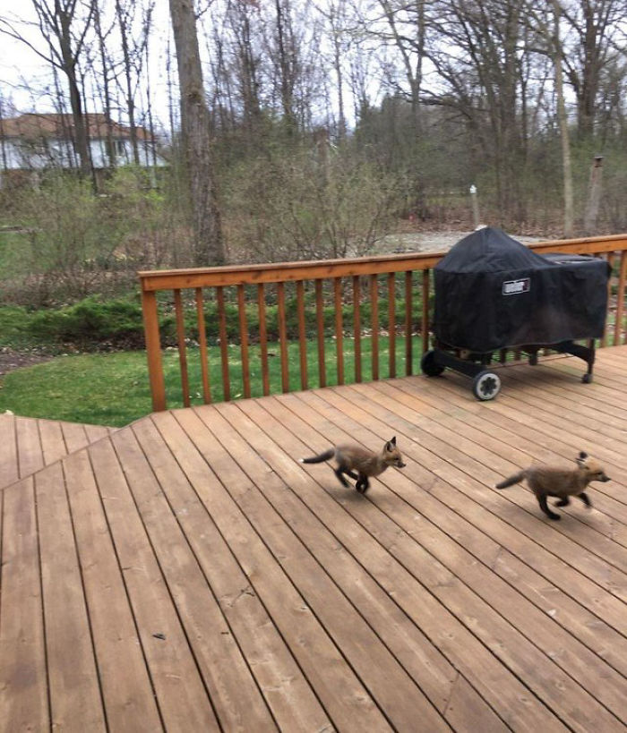 baby foxes chasing each other