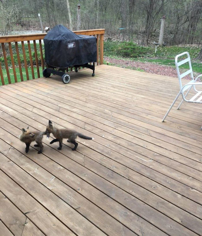 baby foxes playing on the porch