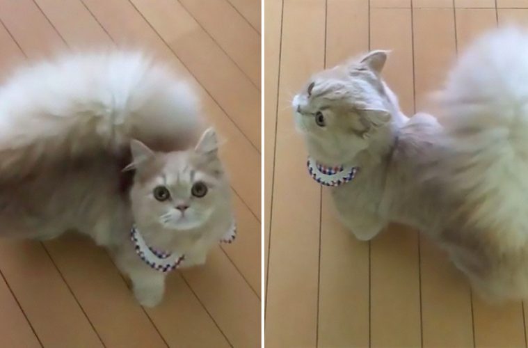 squirrel Archives Awesome Inventions