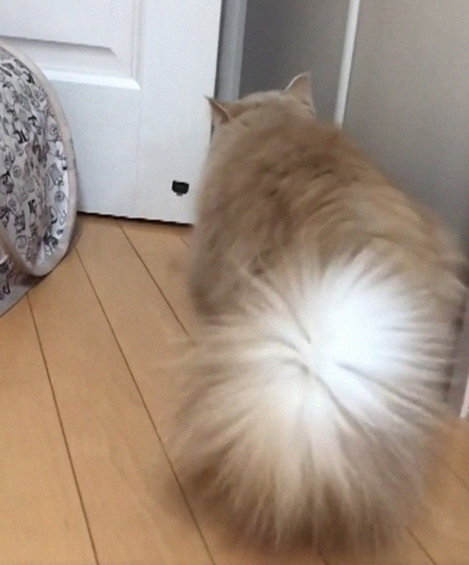 bell the cat with back turned
