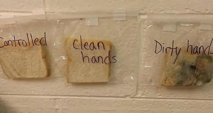 clean hands science experiment