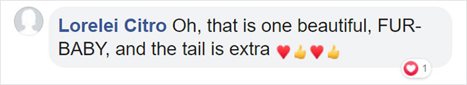 comment about bell the cat that tail is extra