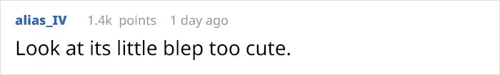cute baby foxes comment alias_iv