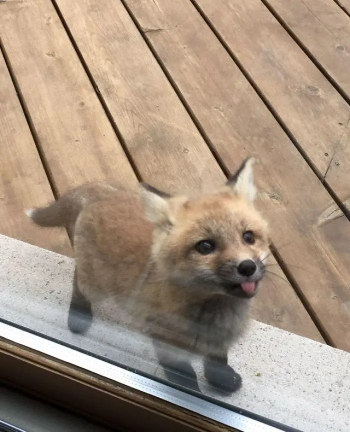 cute pup showing up at granny porch