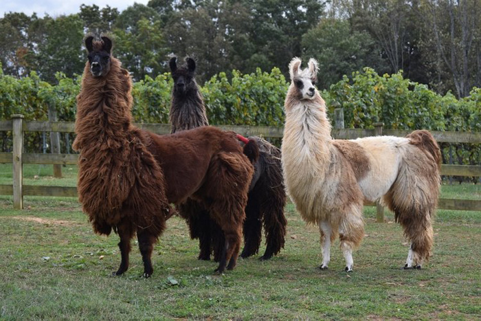 divine llama vineyards wines farm
