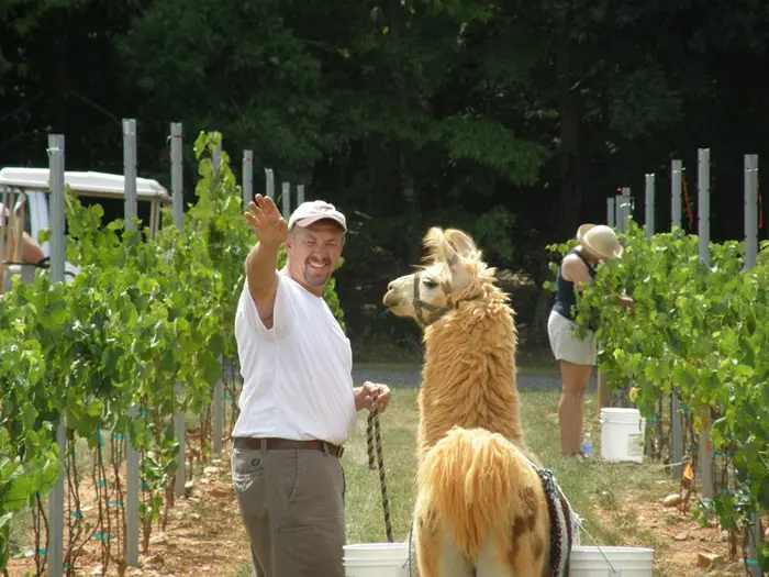 divine llama vineyards
