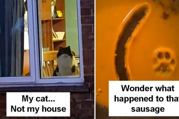 funny cat snapchats