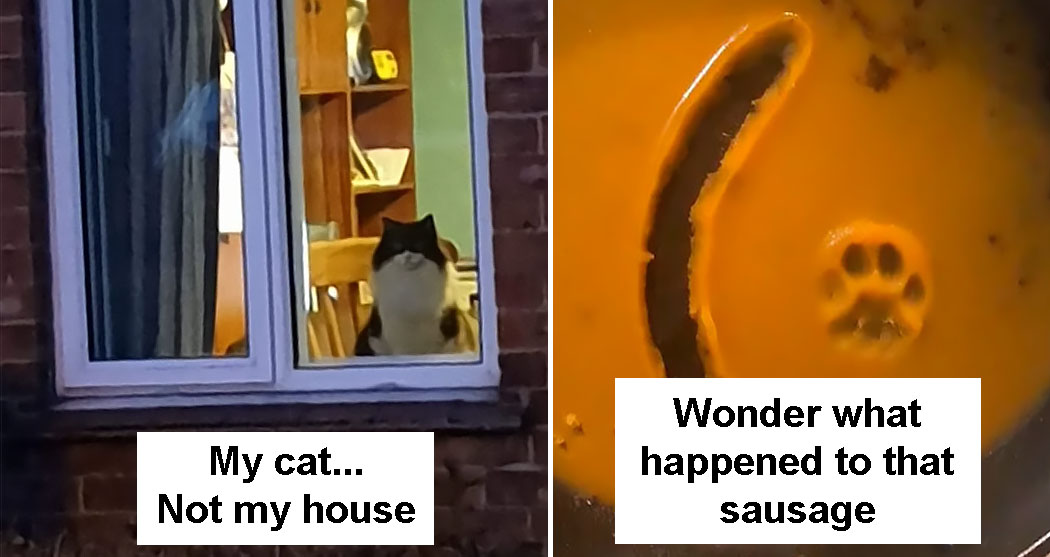 funny cat snapchats