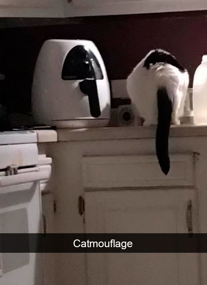 funny kitty memes camouflage