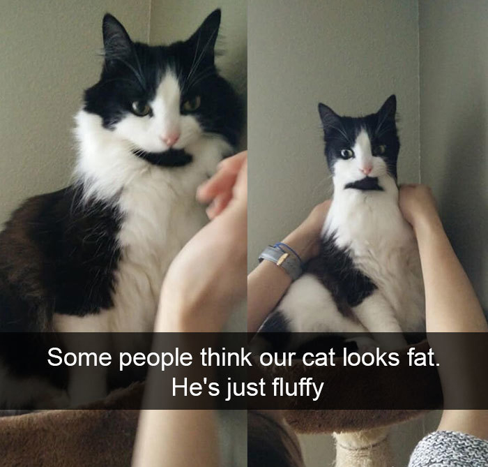 40 Funny Cat Snapchats That You Can T Help But Smile At