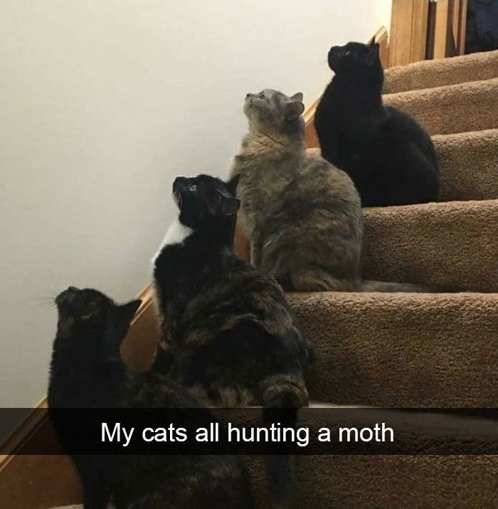 funny kitty memes moth hunters