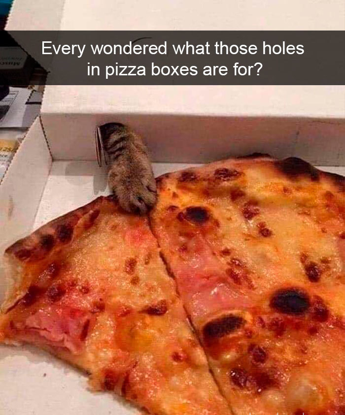 funny kitty memes pizza box holes
