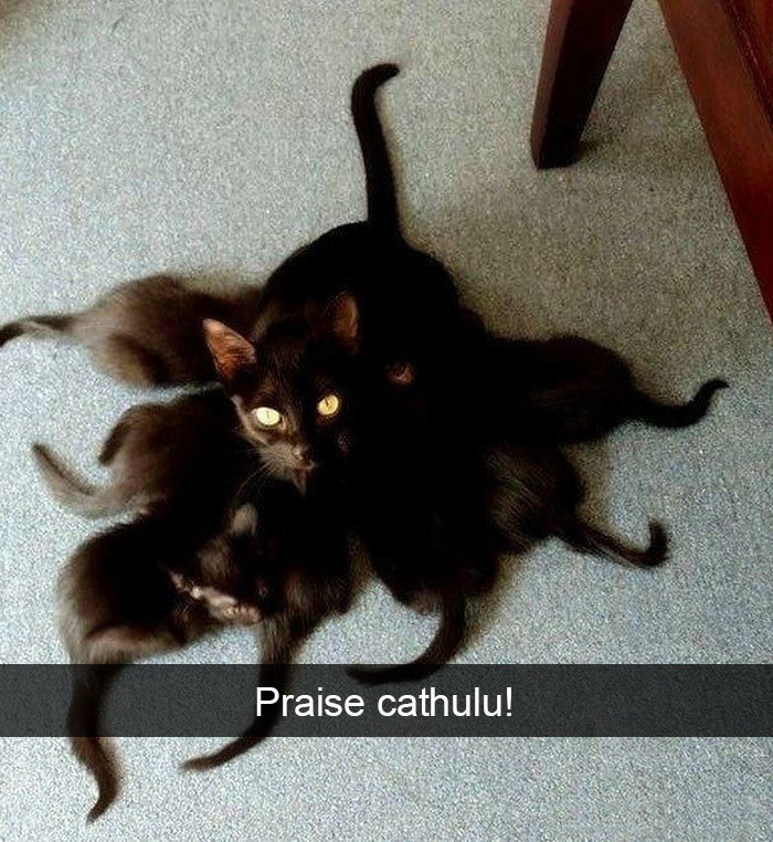 funny kitty memes praise cathulu