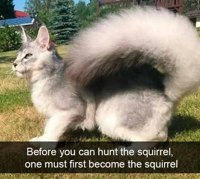 funny kitty memes squirrel tail